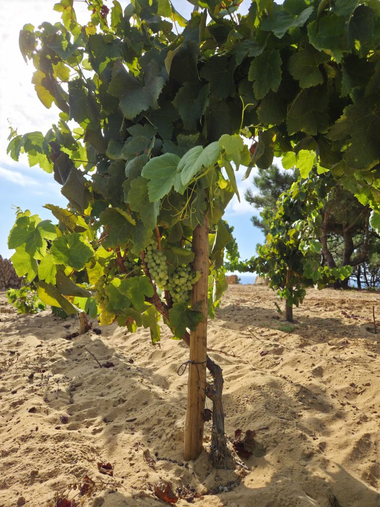 Malvasia de Colares vine growing in sand at the Mar da Aguda vineyard, Colares