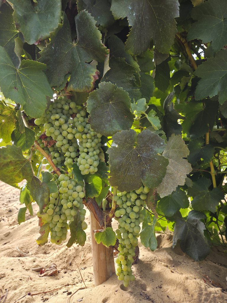 Cachos de Malvasia de Colares na vinha Mar da Aguda, em Colares