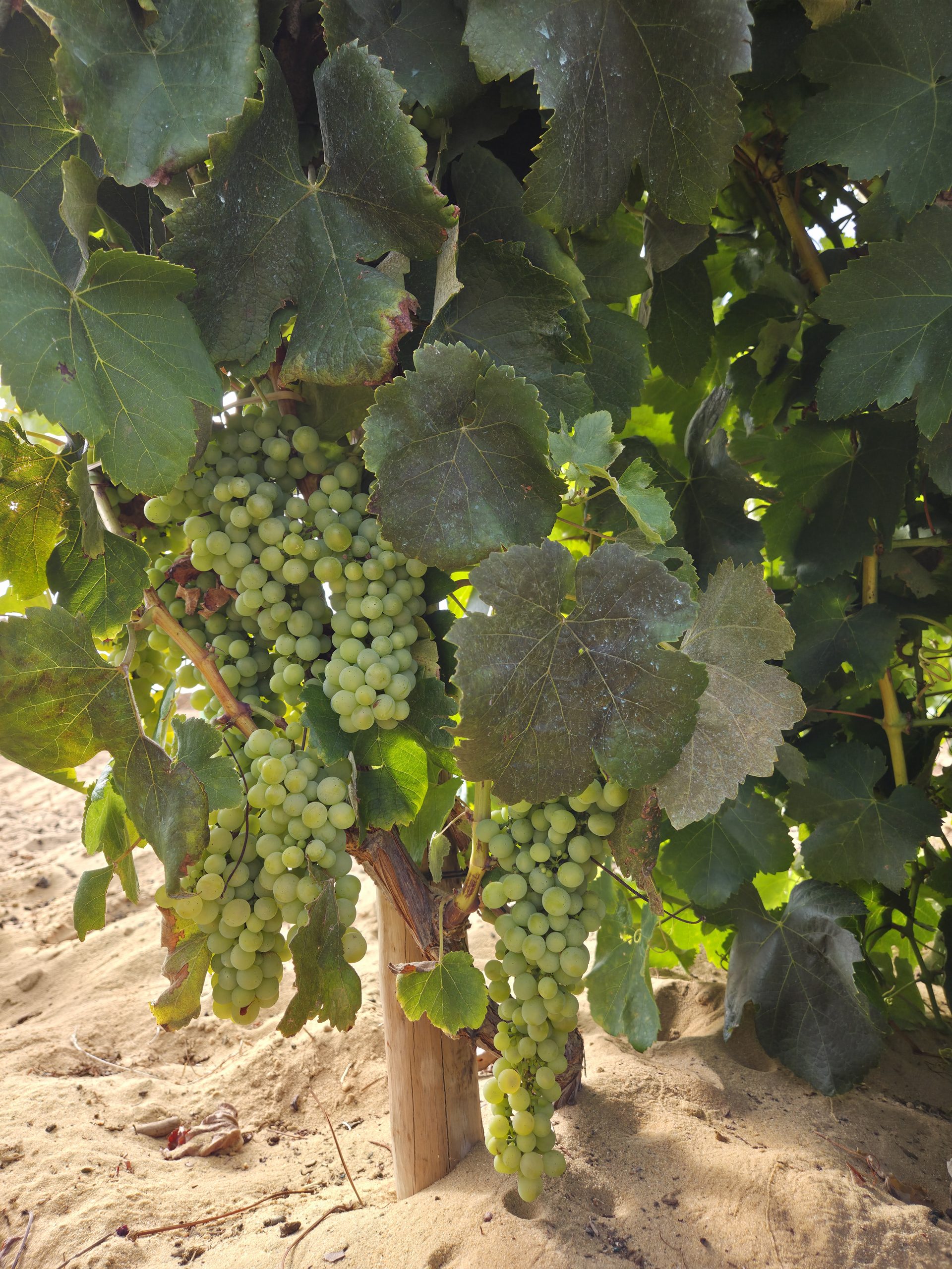 Bunches of Malvasia de Colares grapes at the Mar da Aguda vineyard, Colares