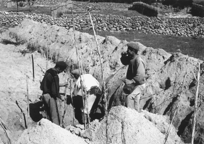 Men digging trenches in the sand to plant vines in Colares, with stone walls and cane fences behind