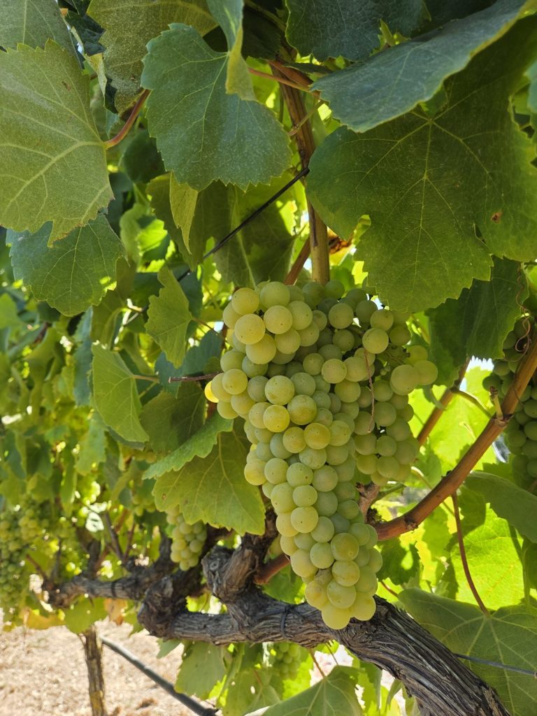 Malvasia de Colares grape bunch at Quinta de San Michel