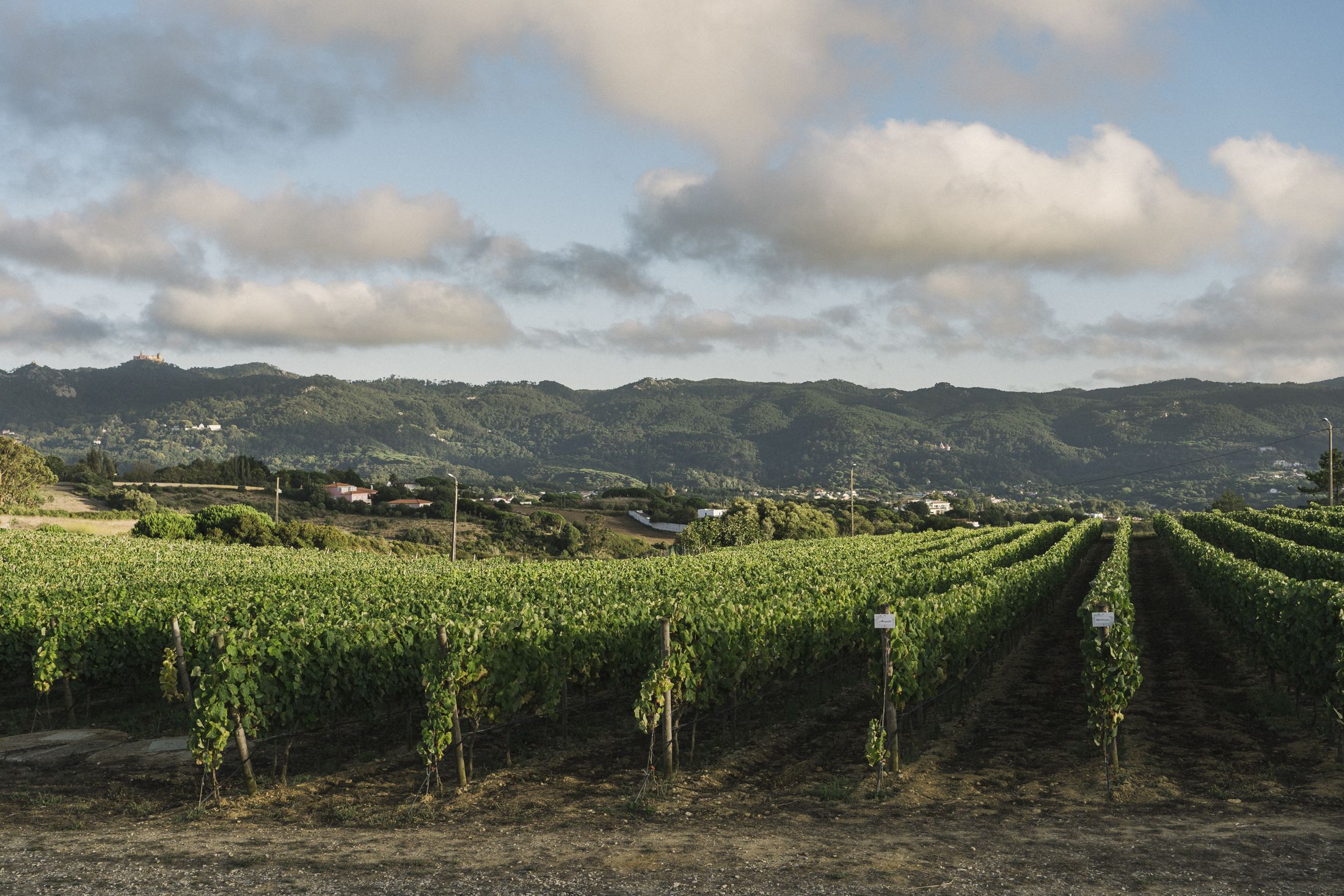 Vinha da Quinta de San Michel em Janas, com a Serra de Sintra e o Palácio da Pena ao fundo