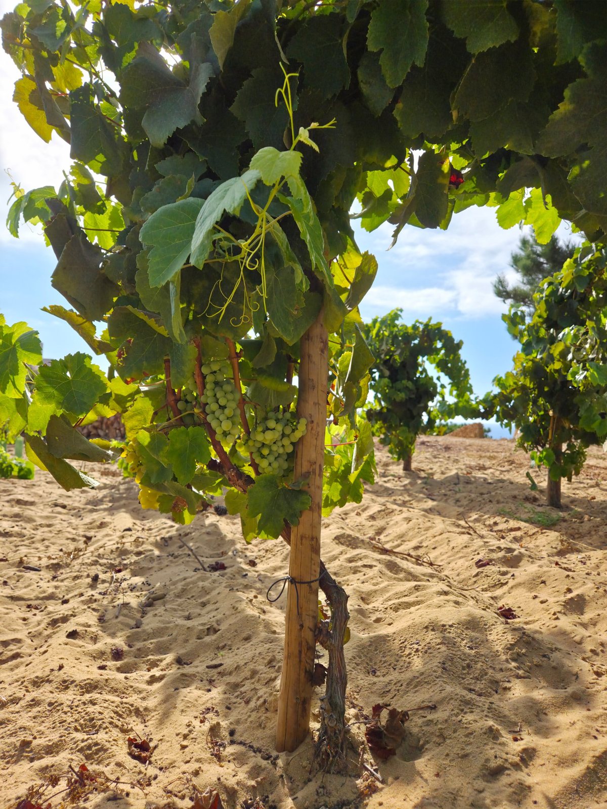 Videira com cachos de uvas brancas em chão de areia de Colares