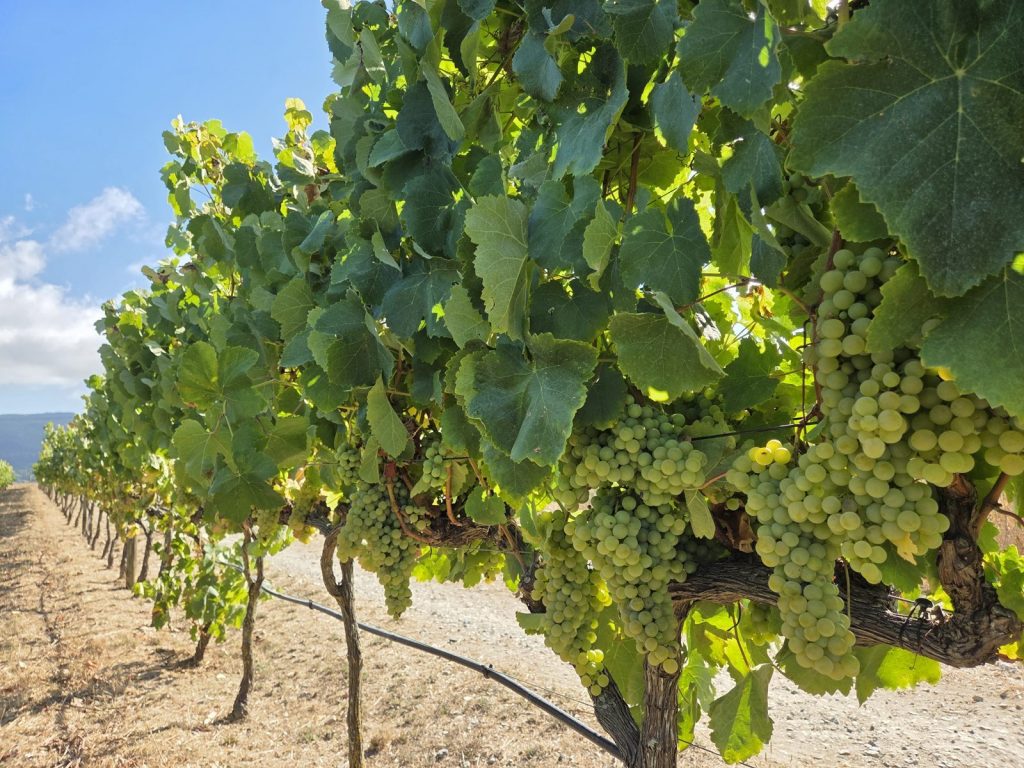 Quinta de San Michel vineyard in Janas on clay-limestone soil