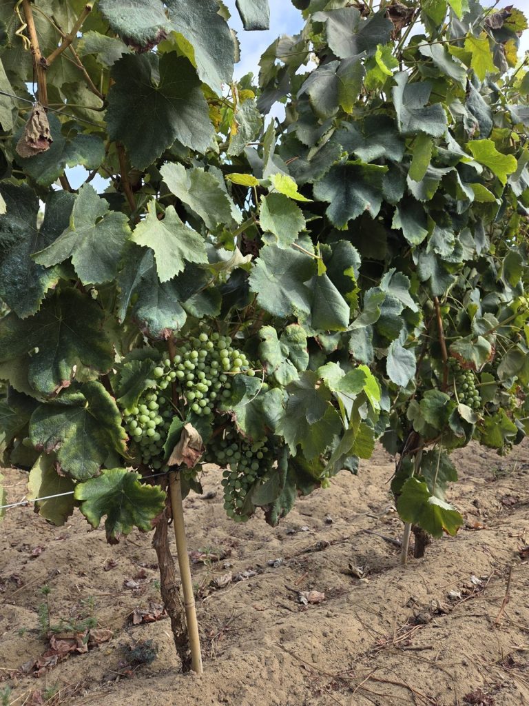 Young vines in sand with a dry-stone wall in Colares